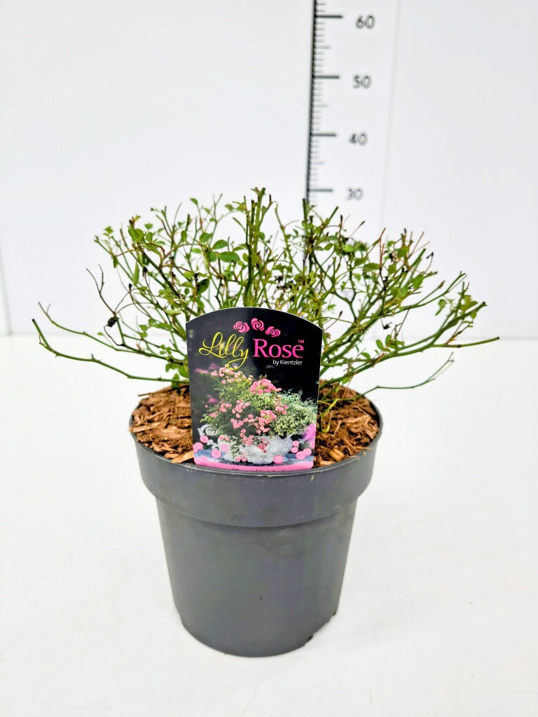Rosa &