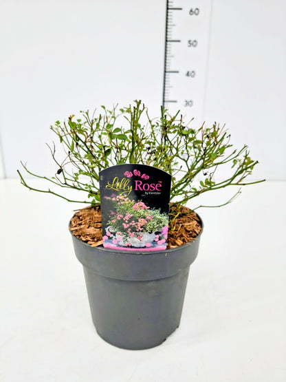 Rosa &