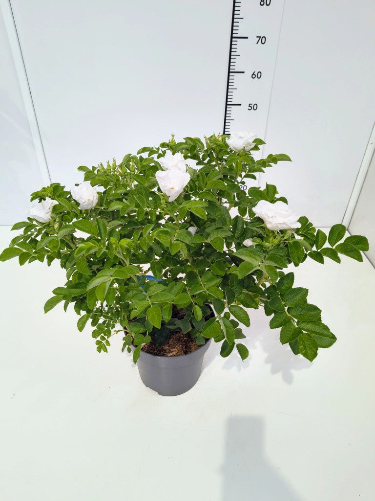 Rosa rugosa &