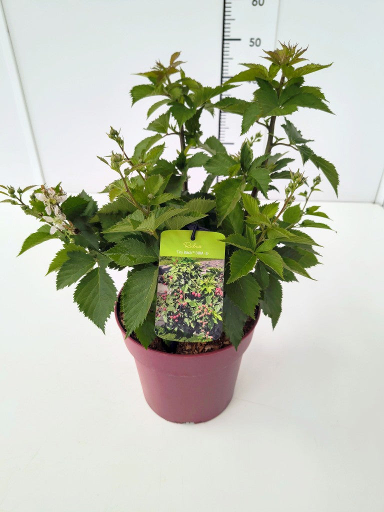 Rubus frut. &