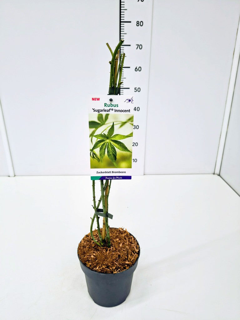Rubus Sugarleaf® ‘Innocent’ C2 (2 liters kruka) / 17 cm kruka