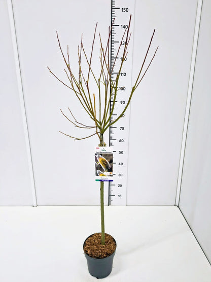 Salix caprea &