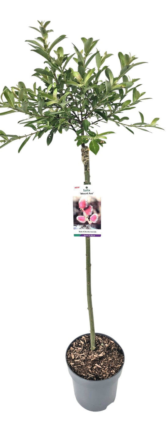 Salix chaen. &
