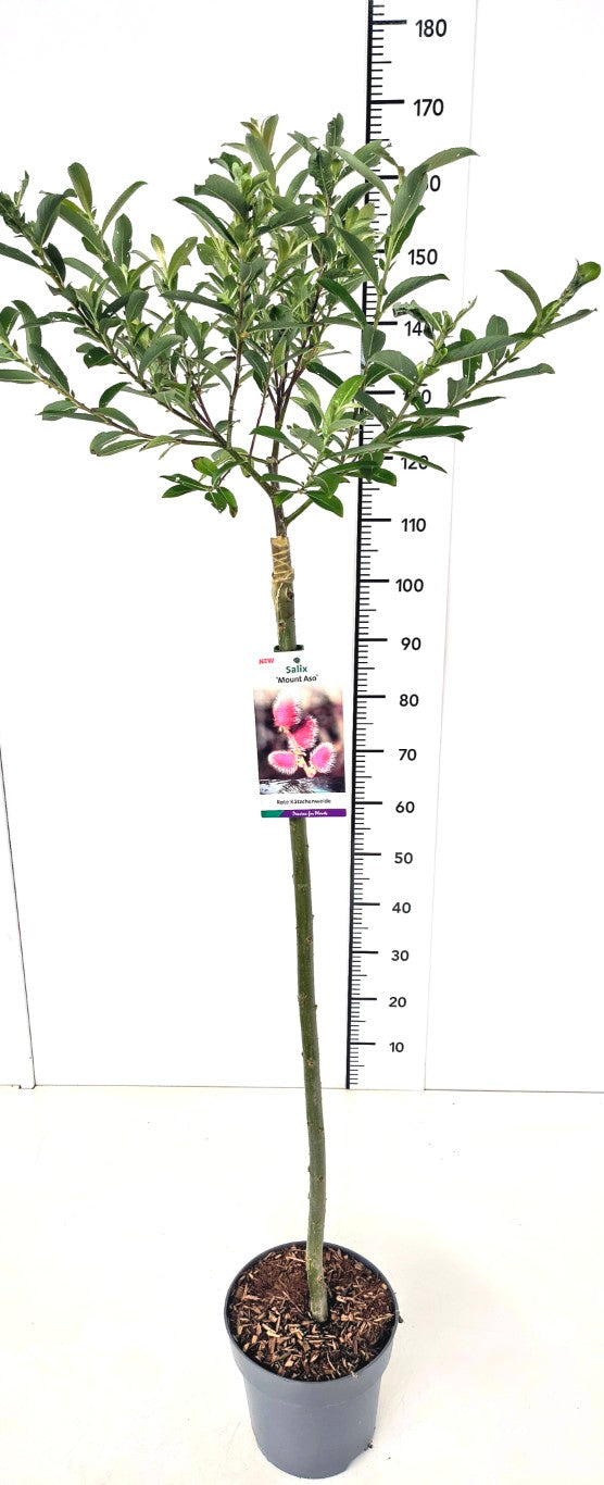 Salix chaenomeloides &