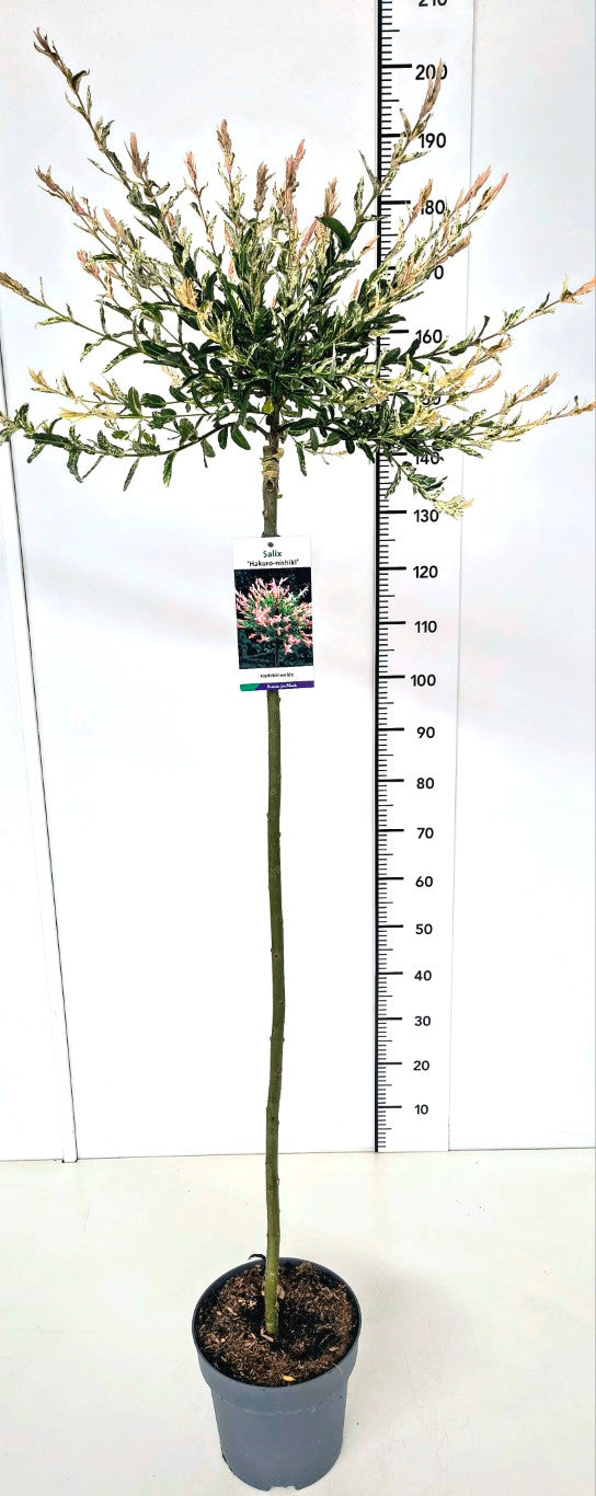 Salix integra &