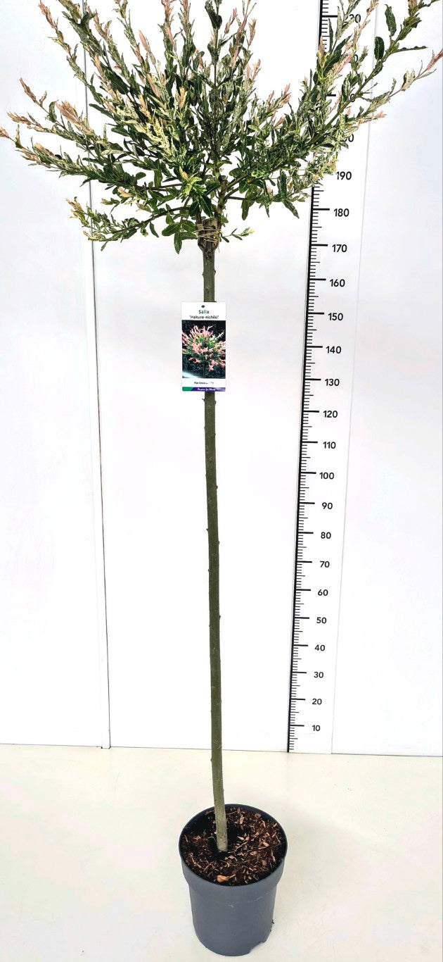 Salix integra &