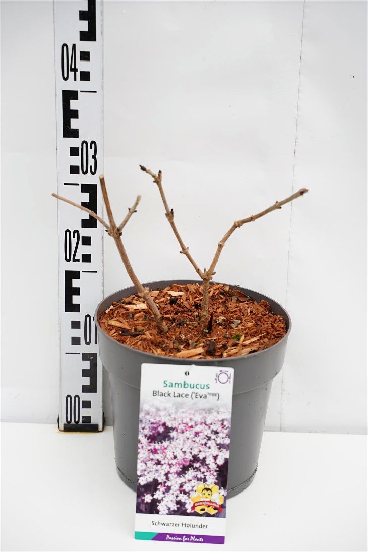 Sambucus nigra &