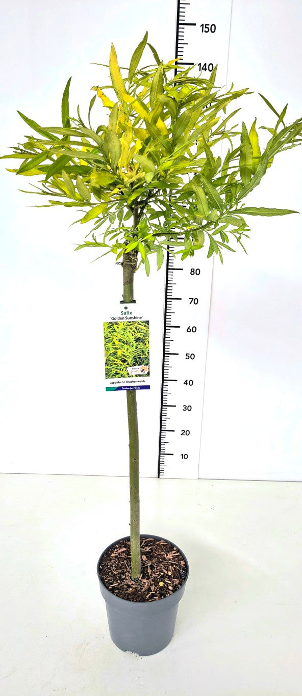 Salix u. &
