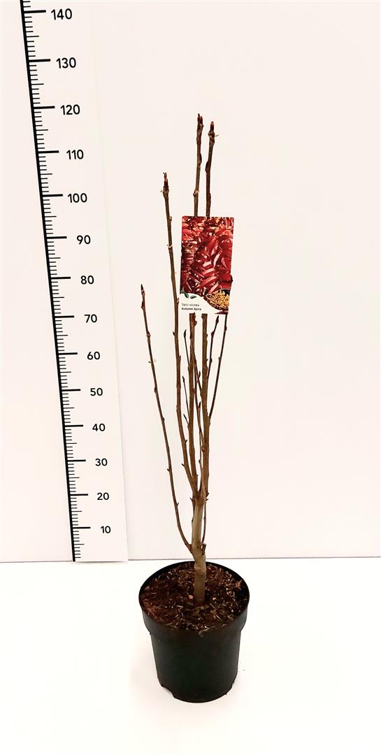Sorbus &