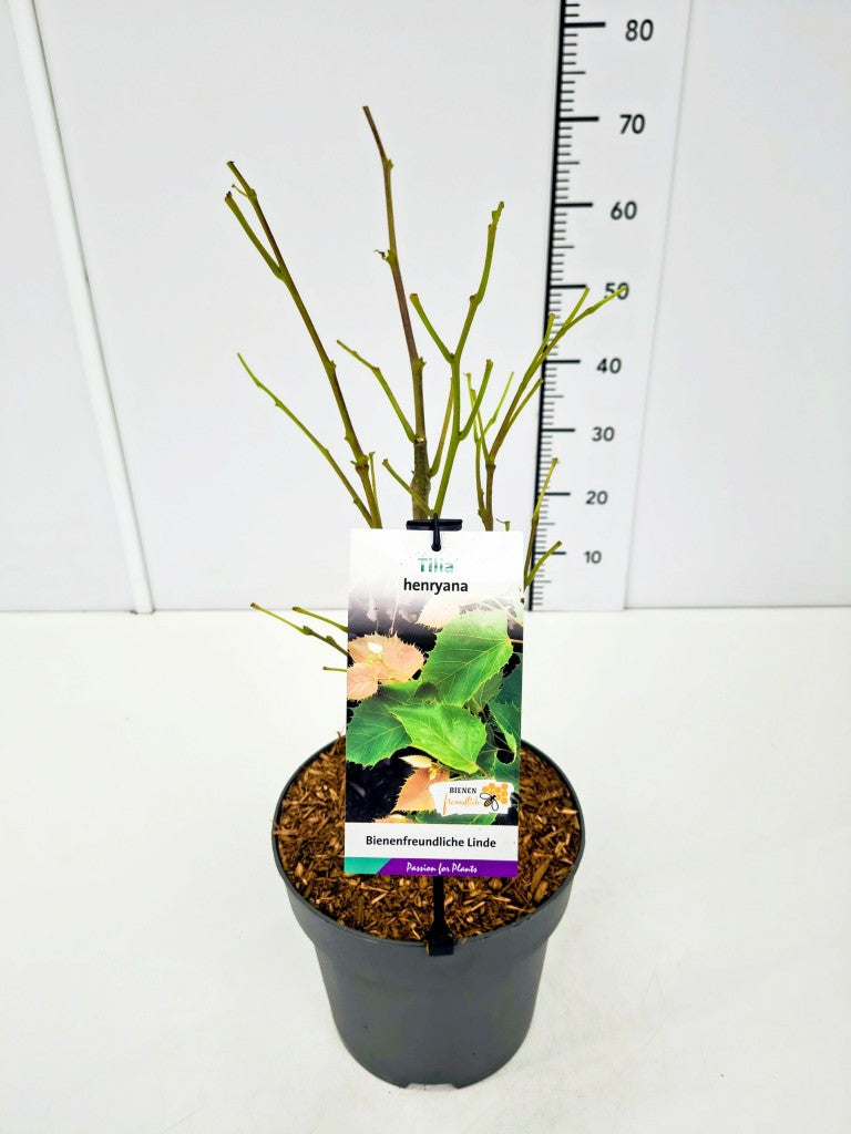 Tilia henryana C7,5 (7,5 liters kruka) 30-40 cm