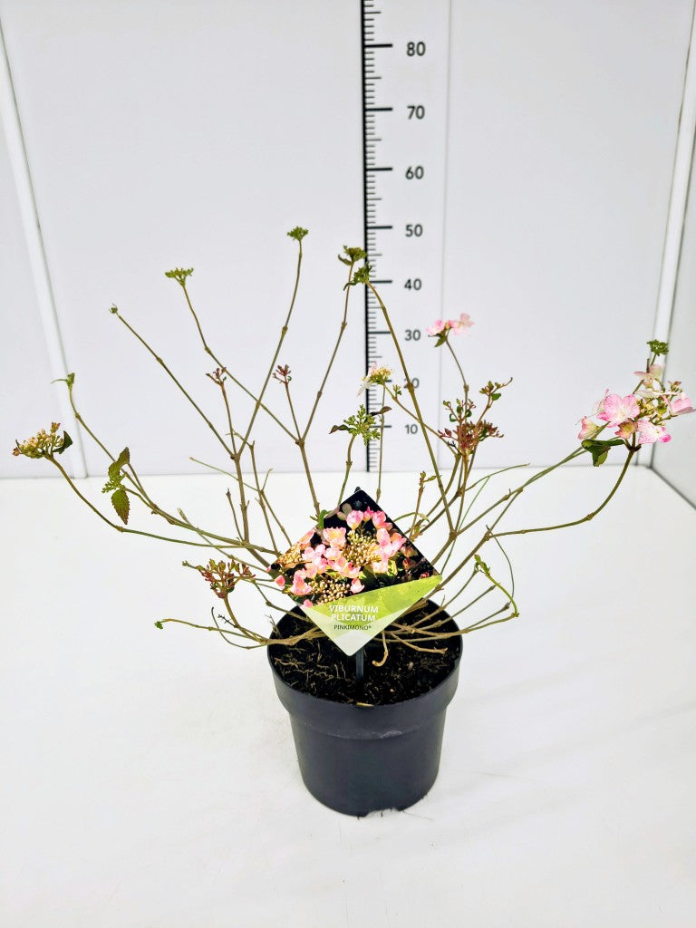 Viburnum plicatum &
