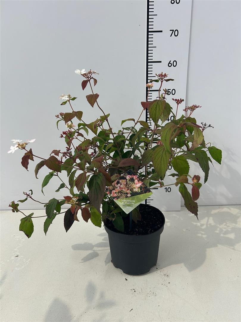 Viburnum plicatum &