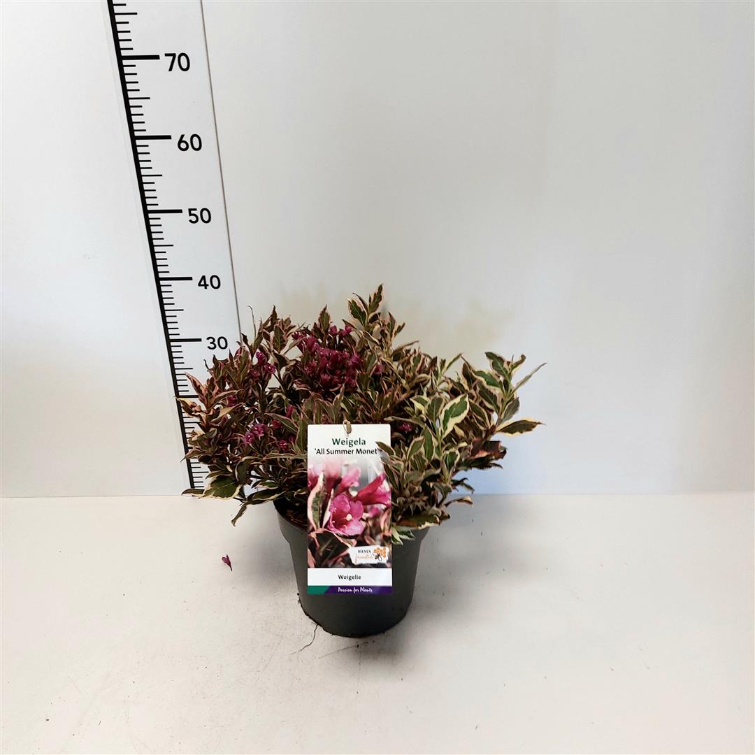 Weigela &