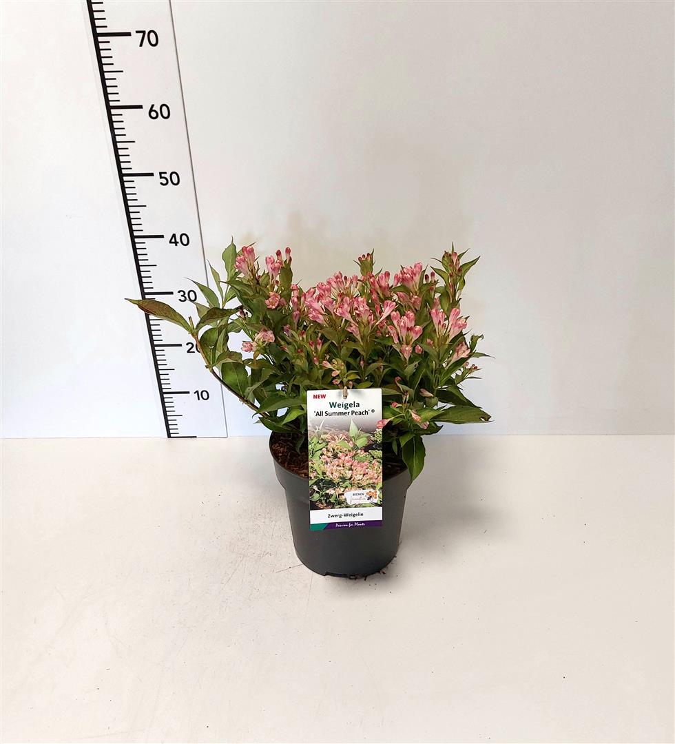Weigela &