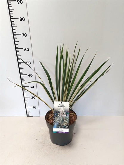Yucca filamentosa &