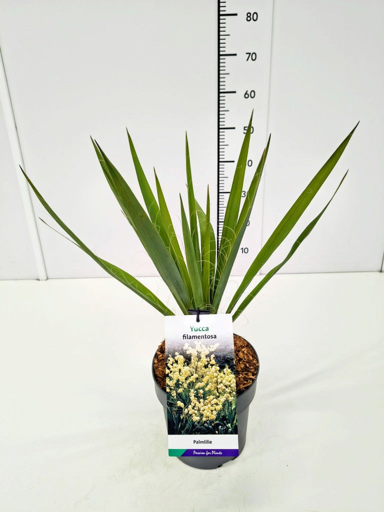 Yucca filamentosa C5 (5 liters kruka) / 23 cm kruka