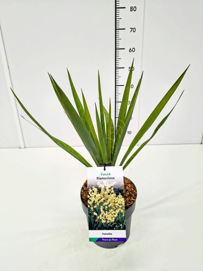 Yucca filamentosa C5 (5 liters kruka) / 23 cm kruka