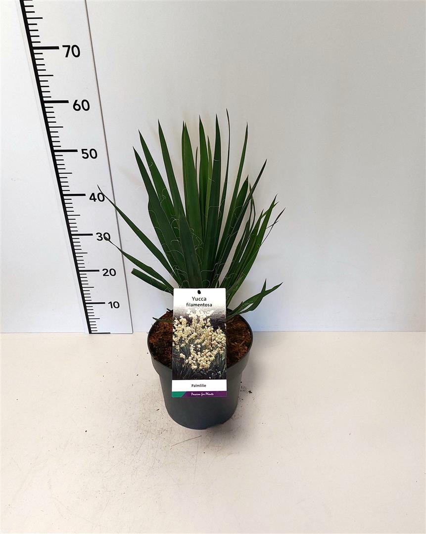 Yucca filamentosa C5 (5 liters kruka)