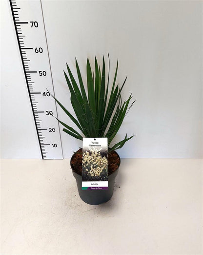 Yucca filamentosa C5 (5 liters kruka) / 23 cm kruka