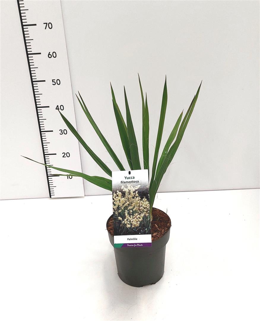 Yucca filamentosa C6 (6 liters kruka) / 25 cm kruka