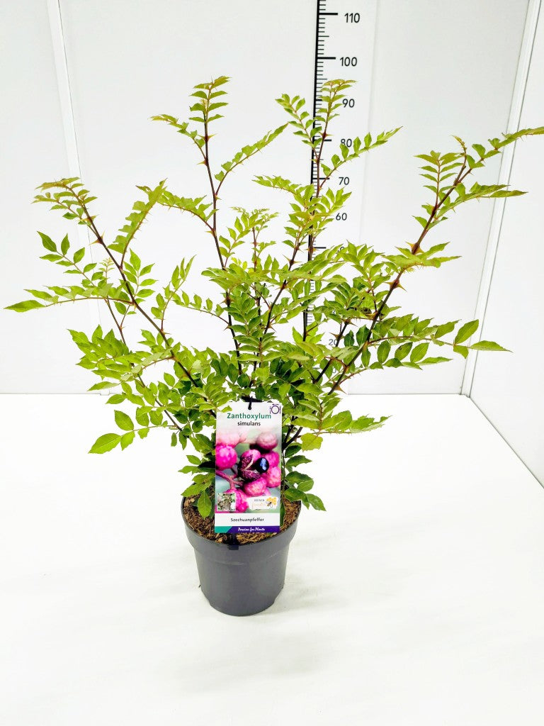 Zanthoxylum simulans C5 (5 liters kruka) 60-80 cm