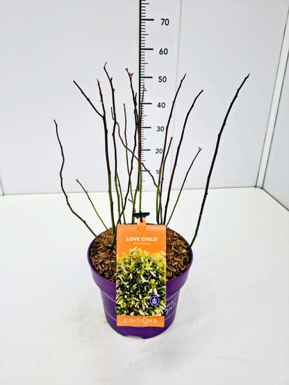 Itea virginica &