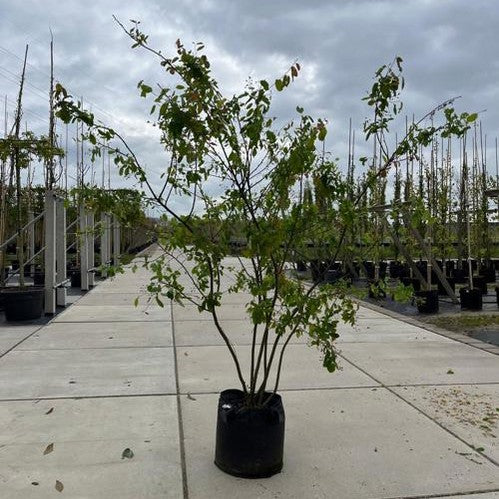 Prakthäggmispel - Amelanchier lamarckii 250-300 MS CONT