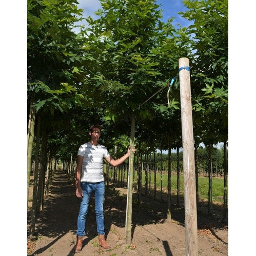 Orientalisk platan - Platanus orientalis &