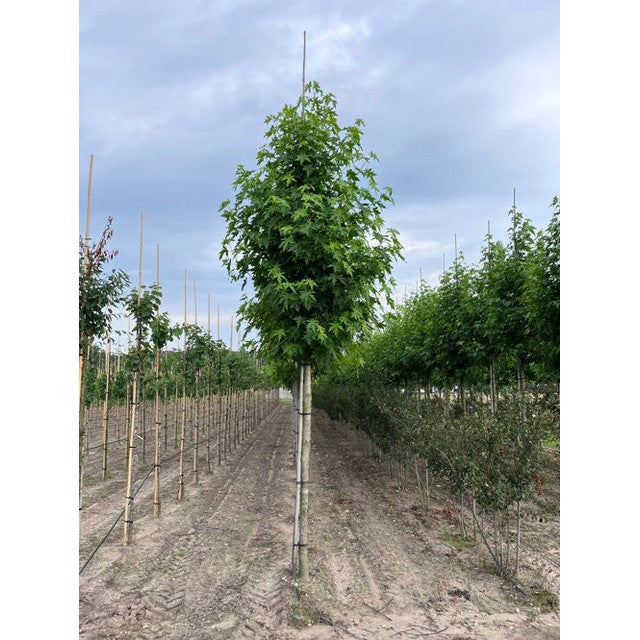Ambraträd - Liquidambar styraciflua &