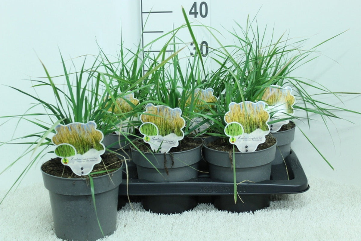 Calamagrostis acut. &