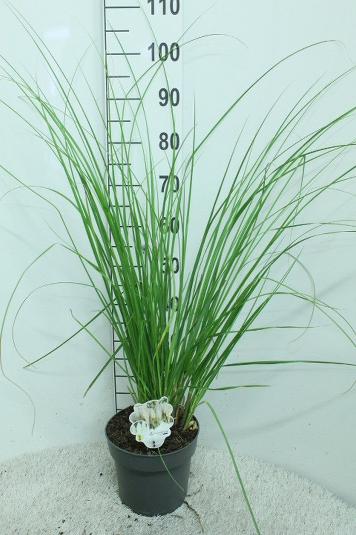 Cortaderia selloana C5 (5 liters kruka) 100+ cm