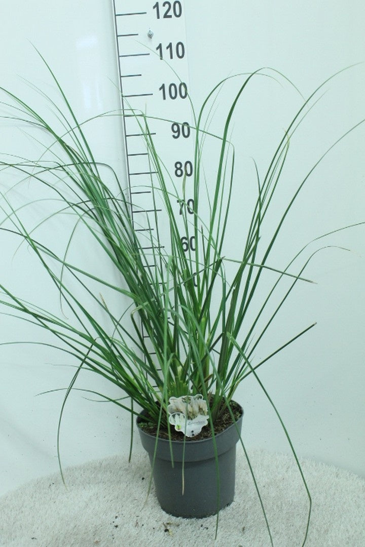 Cortaderia s. &