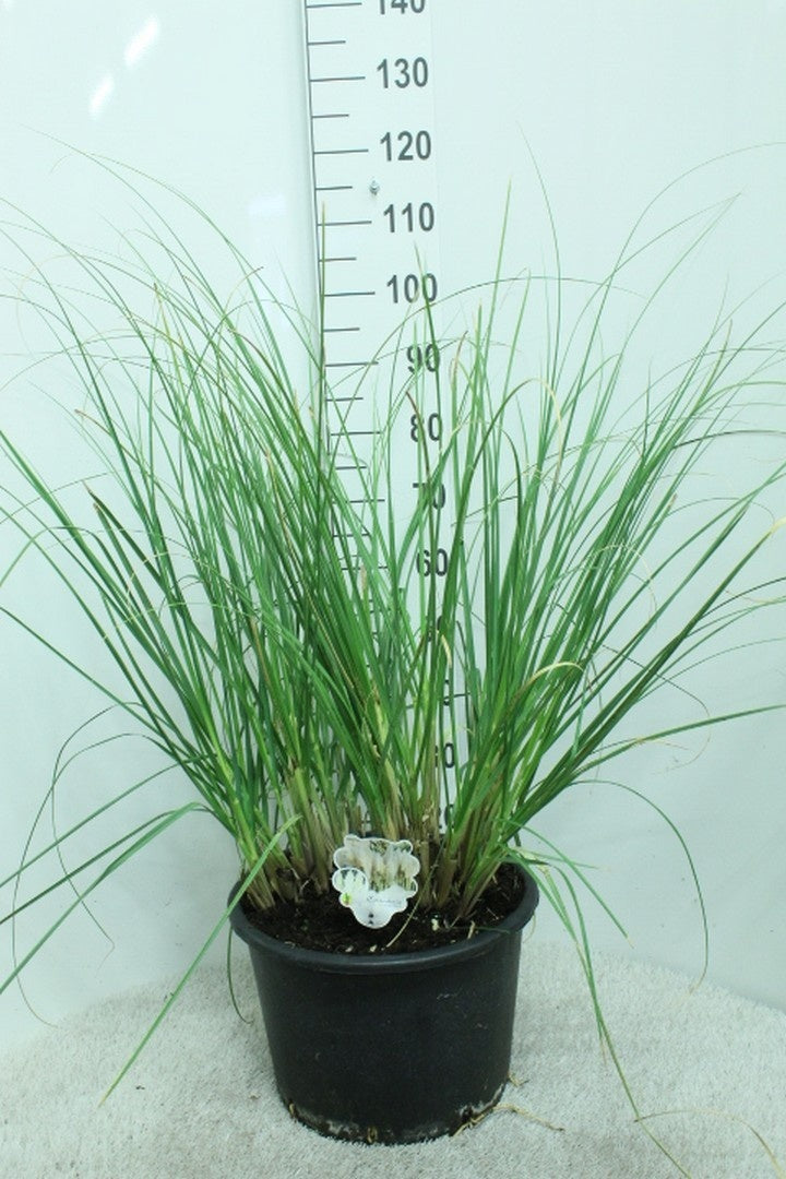 Cortaderia s. &