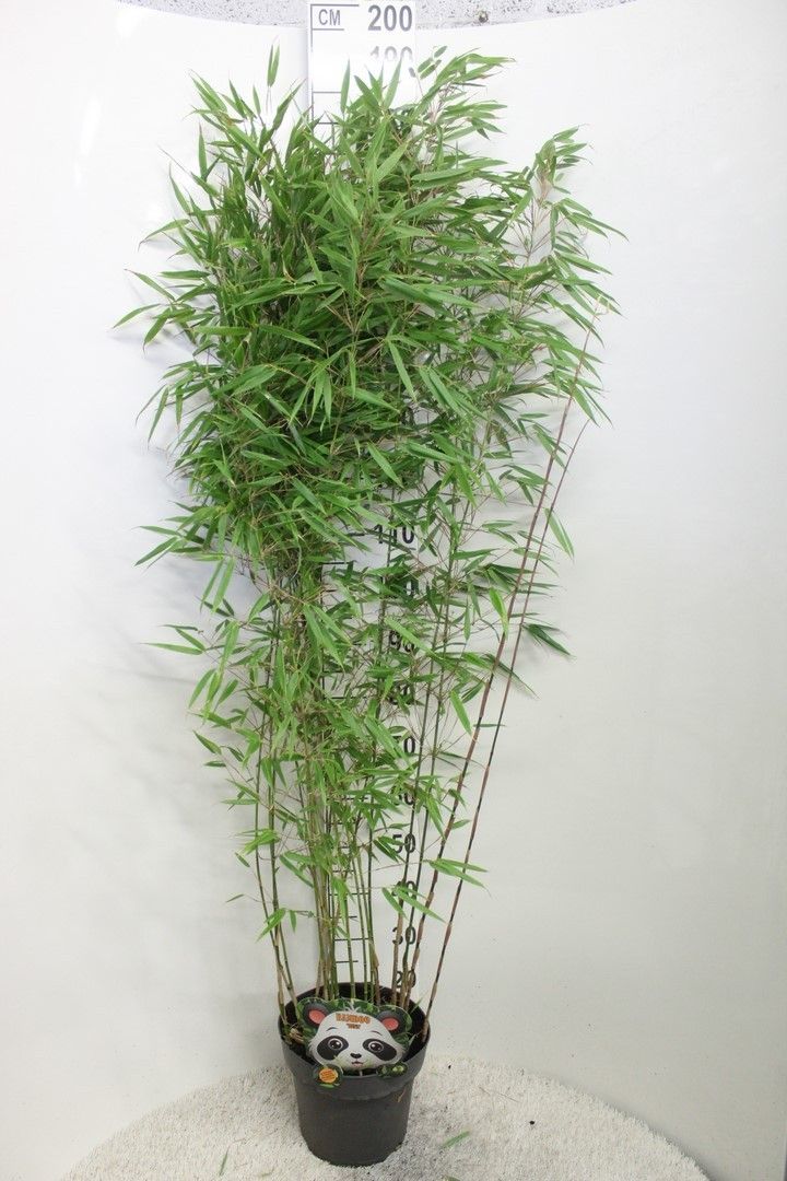 Fargesia murielae &
