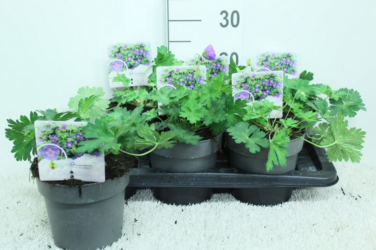 Geranium &
