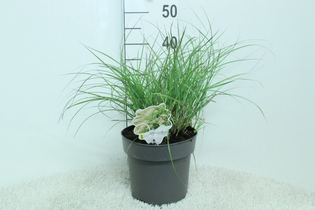 Miscanthus sinensis &