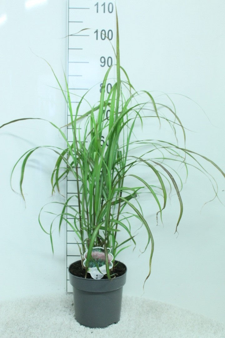 Miscanthus sinensis &