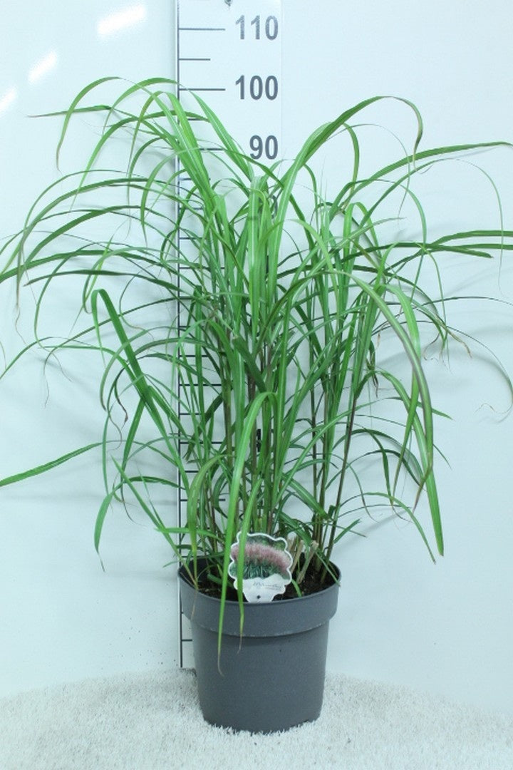 Miscanthus sinensis &