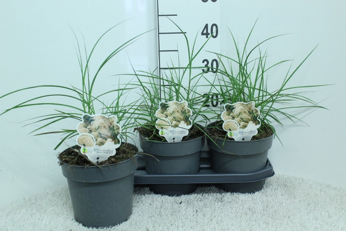 Miscanthus sinensis &