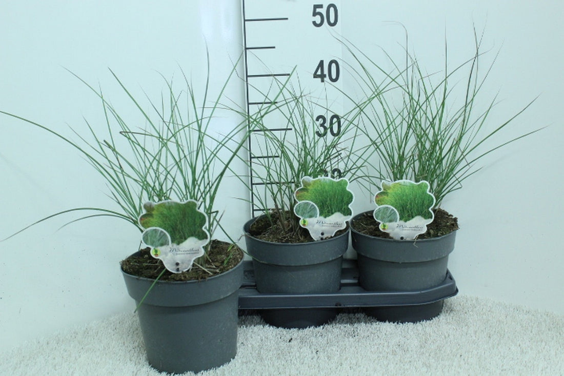 Miscanthus sinensis &