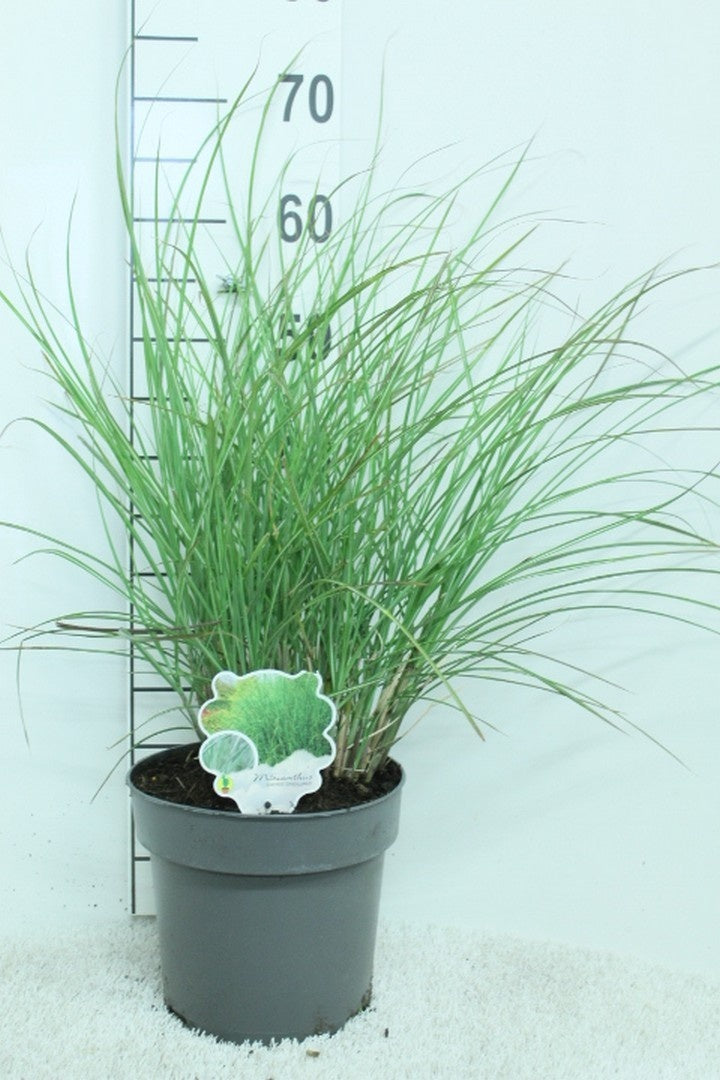 Miscanthus sinensis &