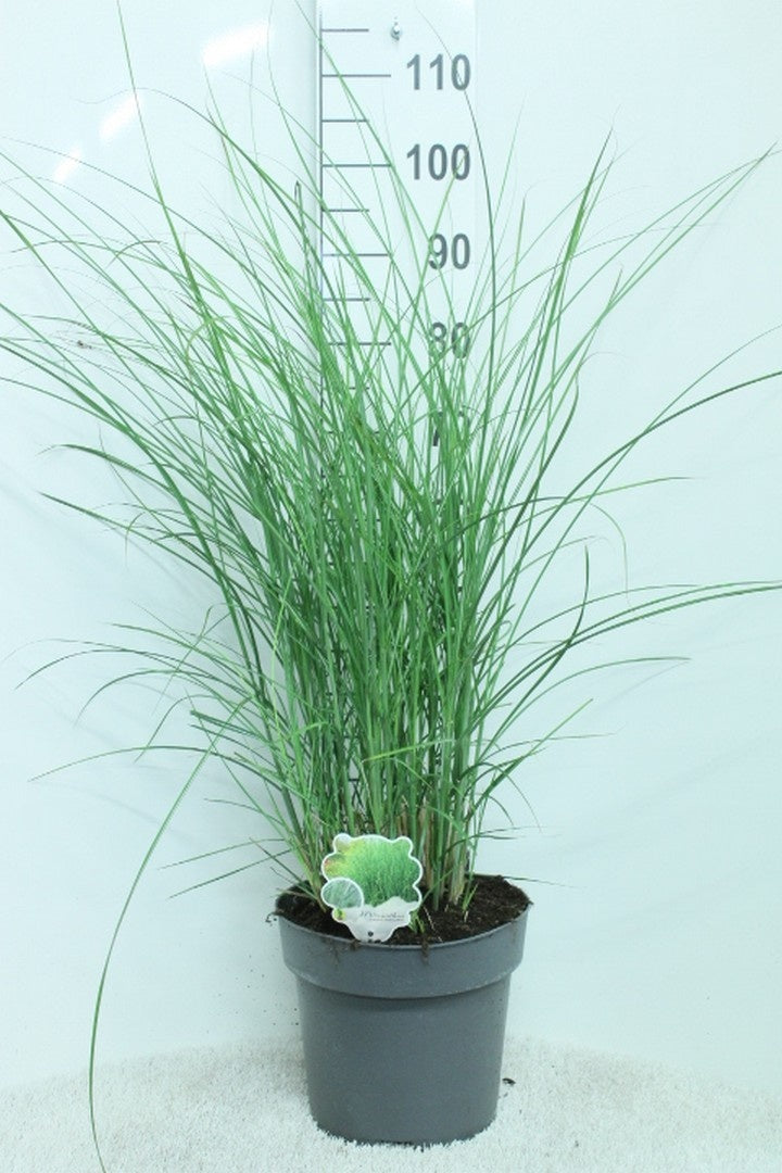 Miscanthus sinensis &