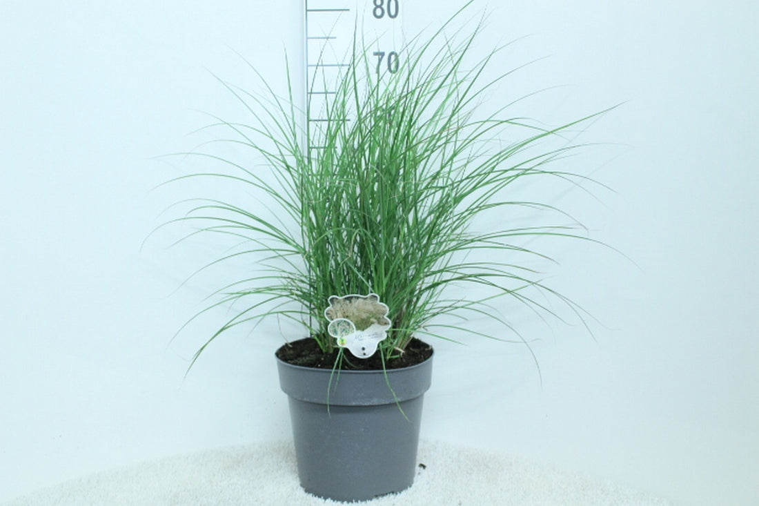 Miscanthus sinensis &