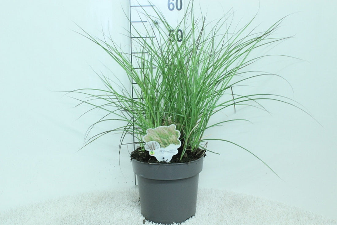 Miscanthus sinensis &