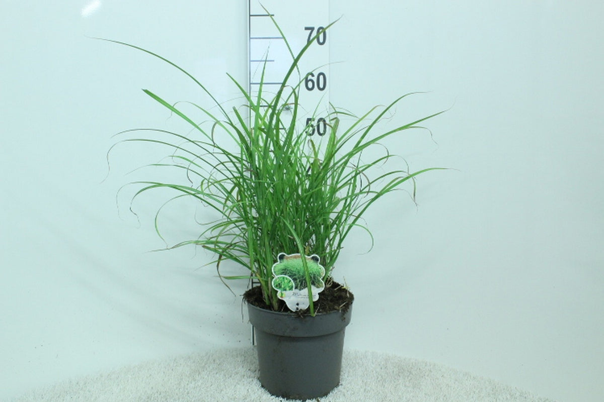 Miscanthus sin. &