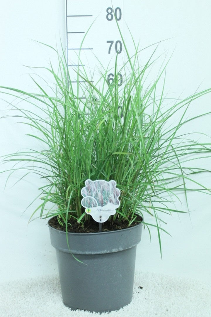 Miscanthus sinensis &