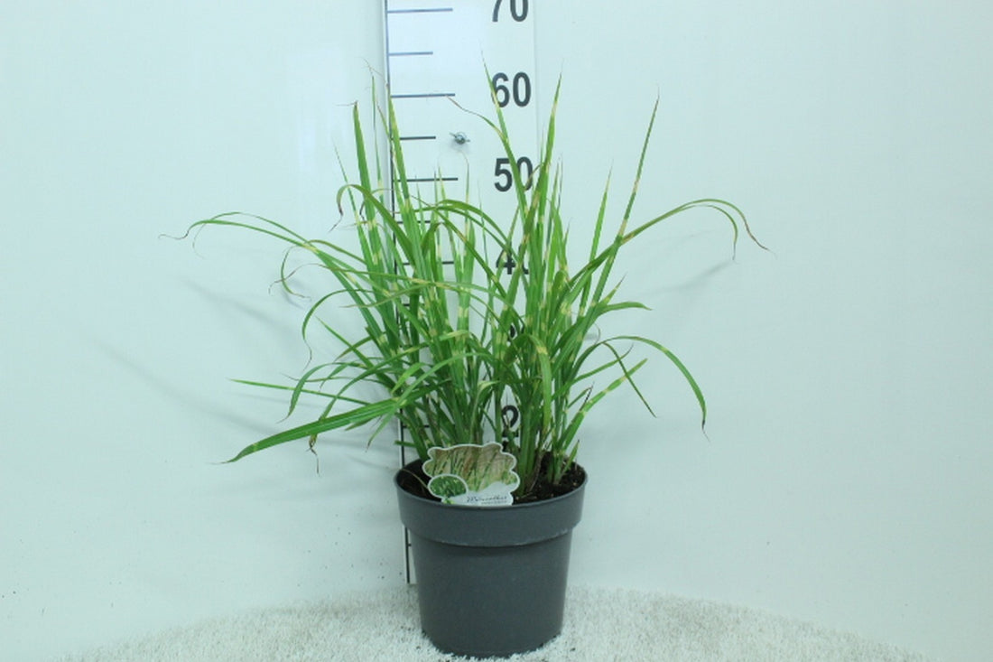 Miscanthus sinensis &