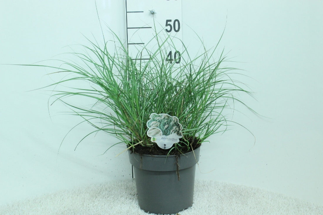 Miscanthus sinensis &