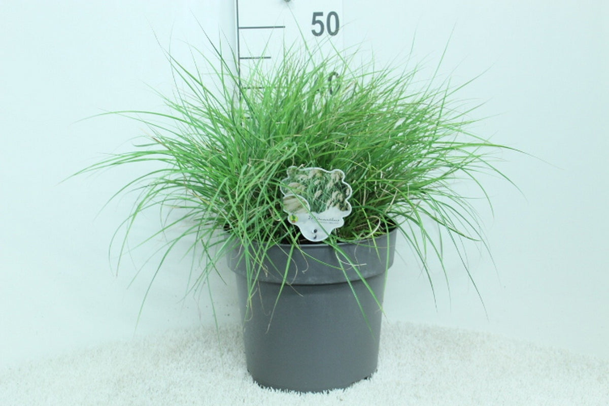 Miscanthus sinensis &