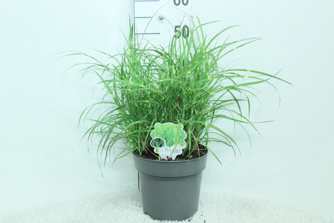 Miscanthus sin. &